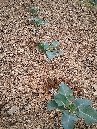 20110504085820 (1).jpg