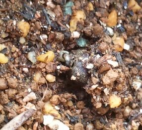 C360_2011-05-05 16-38-03-1.jpg